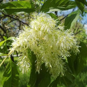 Blumenesche (Fraxinus ornus)